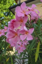 Oleander (Nerium oleander), rose laurel, large pink flowers, poisonous dogs, plants, gardens,