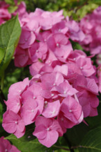 Hydrangeas (Hydrangea), ornamental shrub, pink flowers, gardens, flower bed, Germany