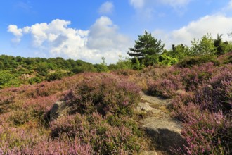 Blooming heather, heather (broom heath, Calluna vulgaris), typical landscape, spring clouds,