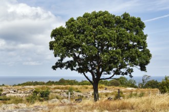 Solitaire areas, coastline, Hammeren, Hammerknuden, Allinge, Bornholm, Denmark