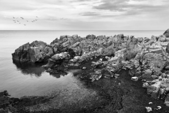 Coastline with granite rocks and flock of birds, monochrome, hammer nudes, Allinge, Bornholm,