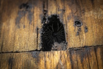 Spiderweb, Garmo Stave Church, Maihaugen open-air museum with houses and objects from farms in