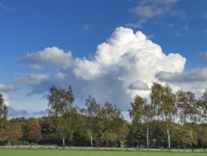 Large white cloud Cumulus against blue sky, birch alley and mixed forest down in front, Germany