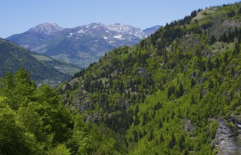 Lush forested mountains against clear blue skies and distant peaks, near Paksadzeebi, Ajara region,