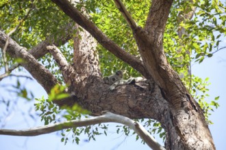 Koala on a tree in its natural habitat near Pumpenbil, Tweed Shire, New South Wales, Australia