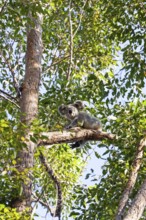 Koala on a tree in its natural habitat near Pumpenbil, Tweed Shire, New South Wales, Australia