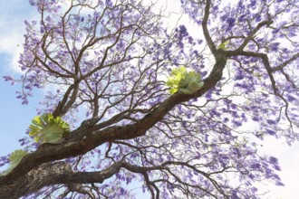Beautiful rosewood tree (Jacaranda mimosifolia) in full bloom with magical purple-blue flowers. A