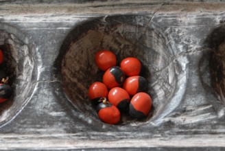 Traditional wooden game Pallankujhi, Pallamkuzhi, Pallangulli, Pallankulli or Alagulimane with red