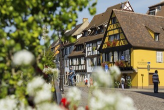 Half-timbered houses on the river, La Petite Venise, Krutenau district, Old Town, Colmar, Alsace,