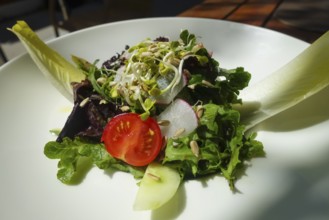 Small colorful salad, starter salad, sprouts, tomatoes, sunflower seeds, chicory, radishes,