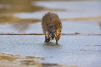 Muskrat (Ondatra zibethicus) walks across the ice on frozen lake Germany
