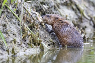 Muskrat (Ondatra zibethicus) searches for food on the shore Germany