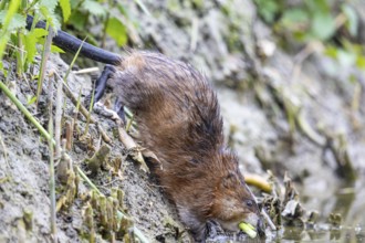 Muskrat (Ondatra zibethicus) goes back into water Germany with plants in its mouth