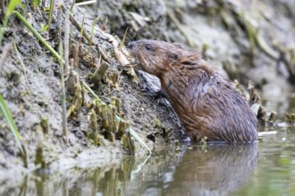 Muskrat (Ondatra zibethicus) searches for food on the banks of Germany