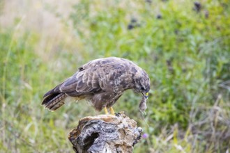 Common Buzzard (Buteo buteo) Germany