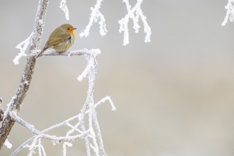 Robin (Erithacus rubecula) Germany