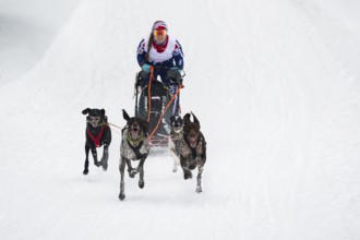 Sled dog racing, Todtmoos, Black Forest, Baden-Württemberg, Germany