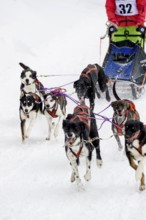 Sled dog racing, Todtmoos, Black Forest, Baden-Württemberg, Germany