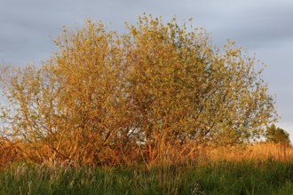 Bushes in the soft evening light of the golden hour, surrounded by grasses, Peenetal nature park