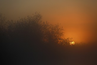 Mystical sunset behind treetops with orange fog, Peenetal nature park Park, Mecklenburg-Western
