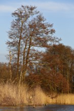 Alder trees in spring with river and reeds under blue sky, Peenetal nature park Park,