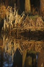Reed reflection in calm water in warm light, Peenetal nature park Park, Mecklenburg-Western