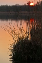 Sunset behind reeds with warm orange light over the water, Peenetal nature park Park,