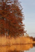 Alder trees in spring and reeds on the riverbank, reflected in water with warm light, Peenetal