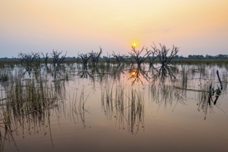 Dead trees are reflected in the river at sunset, Thamalakane River, Okavango Delta, Botswana