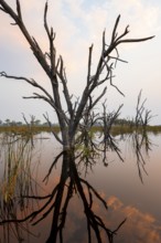 Dead trees are reflected in the river at sunset, Thamalakane River, Okavango Delta, Botswana