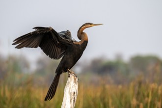 Africa snake-necked bird (Anhinga rufa) sitting on a dead tree in the river, Thamalakane River,