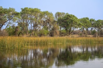 Trees reflected in water, river landscape, Thamalakane River, Okavango Delta, Botswana