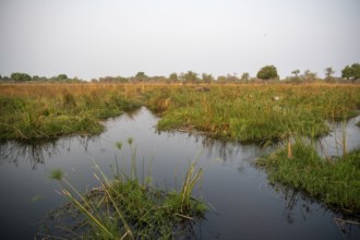 Swamp on the Thamalakane River, Okavango Delta, Botswana