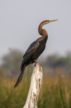 Africa snake-necked bird (Anhinga rufa) sitting on a dead tree in the river, Thamalakane River,