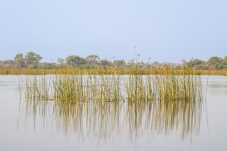 Reeds reflected in water, river landscape, Thamalakane River, Okavango Delta, Botswana