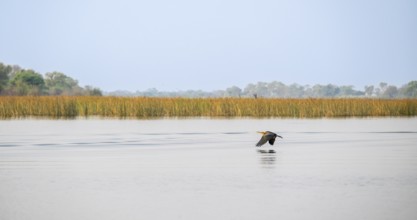 Africa snake-necked bird (Anhinga rufa) flying by the river, Thamalakane River, Okavango Delta,