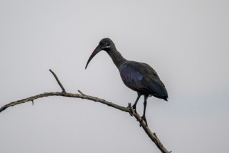 Hagedash Ibis (Bostrychia hagedash) r, Okavango Delta, Botswana