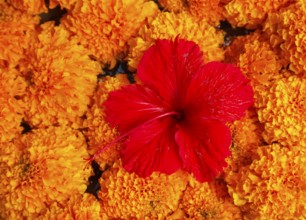 Flowers arranged for beautiful offerings, Bali, Indonesia