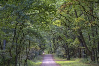 Forest path in a mixed forest, Mecklenburg-Western Pomerania, Germany
