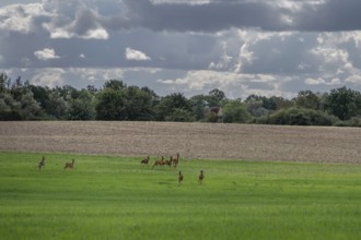 Fugitive deer (Capreolus capreolus) in a meadow, Mecklenburg-Western Pomerania, Germany