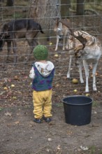 Little boy standing in front of the fence of the dam deer (Dama dama) game reserve,
