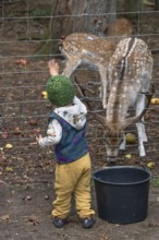 Little boy throws food into the dam deer (Dama dama) game reserve, Mecklenburg-Western Pomerania,