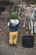 Young boy throws chestnuts into the dam deer (Dama dama) game reserve, Mecklenburg-Western