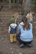 Father and son, two years old, look at the dam deer (Dama dama) in the forest enclosure,