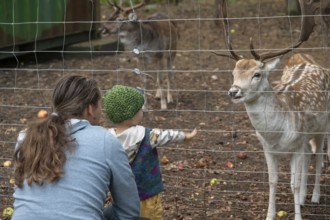 Father and son, two years old, look at the dam deer (Dama dama) in the forest enclosure,