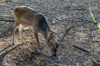 Fallow deer (Dama dama) in an outdoor enclosure in the forest, Mecklenburg-Western Pomerania,