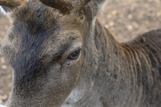 Eye of a fallow deer (Dama dama) close up, in an outdoor enclosure in the forest,