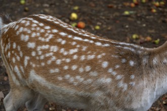 Fallow deer (Dama dama) fur in an outdoor enclosure in the forest, Mecklenburg-Western Pomerania,