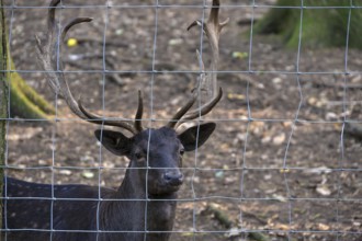 Fallow deer (Dama dama) at the fence of the game reserve, Mecklenburg-Western Pomerania, Germany