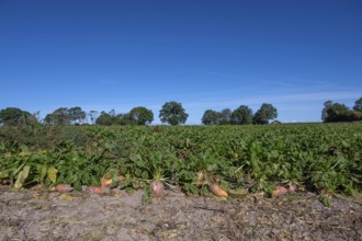 Ripe sugar beets (Beta vulgaris subsp. vulgaris Altissima Group) on the beet field, Othenstorf,